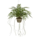Mr Plant Hoya Hengeplante 65 cm