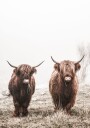 Scottish Highlanders Plakat Plakat / 40x50cm
