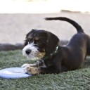 Kong Puppy Frisbee