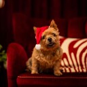 Little&Bigger Xmas Lang Julenisselue Til Hund S