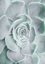 Flower Cactus Succulent Plakat Plakat / 100x150cm
