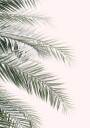Blush Palm Leaves Plakat Plakat / 40x50cm