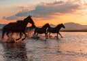 WATER HORSES Poster Plakat / 40x50cm