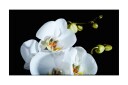 Fototapet Phalaenopsis 450x270 - Artgeist sp. z o. o.