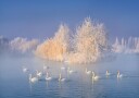 Swan Lake Poster Plakat / 70x100cm