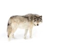Watchful Winter Wolf Plakat / 50x70