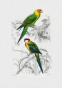 Birds Plakat / 21x30