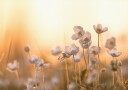 Wild Anemone at Sunset Plakat Plakat / 30x40cm