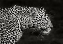 Leopard Close Up Poster Plakat / 50x70cm