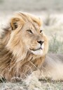 Lion on the Savannah Plakat Plakat / 50x70cm