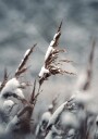 Winter Reed Plakat Plakat / 21x30cm