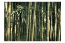 Fototapet Bamboo Exotic 350x245 - Artgeist sp. z o. o.