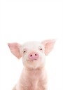 Baby Pig Plakat Plakat / 30x40cm