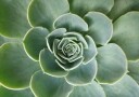 Succulent Spiral Plakat Plakat / 30x40cm