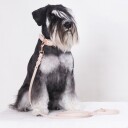 Tyylivoitto Classy Hundehalsbånd Beige (Xxs)