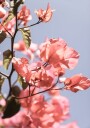 Blossoms in Breeze Plakat Plakat / 70x100cm