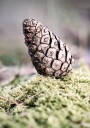 Pinecone Plakat Plakat / 100x150cm