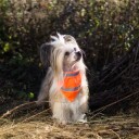 Oransj Refleks Bandana Skjerf For Hund