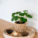 House Nordic Pelia 9501005