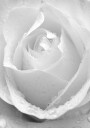White Rose No.2 Plakat Plakat / 30x40cm