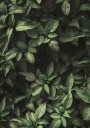 Garden Green No. 1 Plakat Plakat / 100x150cm