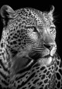 Black and White Leopard Plakat Plakat / 70x100cm