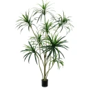 Mr Plant Dracena Palm 240 cm