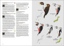 Birds of Japan   Lynx and BirdLife International Field Guides Collection