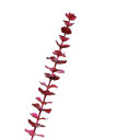 Europalms Crystal Eucalyptus, Burgundy 81cm 12x