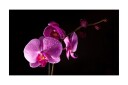 Fototapet Stylish Orchis 450x270 - Artgeist sp. z o. o.
