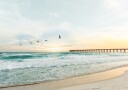 Birds At Pier Plakat / 100x150