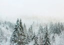 Snowy Fir Forest Plakat Plakat / 50x70cm