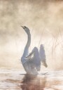 Swan Lake Plakat Plakat / 100x150cm