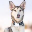 Lildog Lildog Gps 2.0