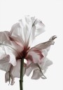 Wilting Beauty: A Drying Flower Plakat Plakat / 70x100cm