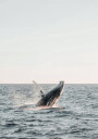 Whale Jumps Out of The Water Plakat Plakat / 50x70cm