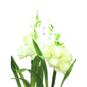 Europalms Arum Set, 3 Branches With Leds White 85cm