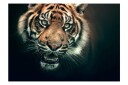 Fototapet Bengaltiger 400x309 - Artgeist sp. z o. o.