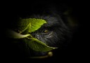 Mysterious Gorilla Gaze Plakat / 30x40