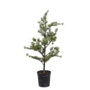 Mr Plant Cedertre i potte 80 cm