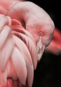 Flamingo Hide In Their Feathers Plakat Plakat / 40x50cm