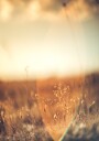 Golden Glow Field Poster Plakat / 30x40cm
