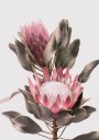 Protea Flowers Plakat Plakat / 100x150cm