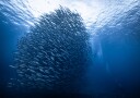 Deep Blue Fish School Plakat / 40x50