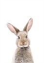Baby Rabbit Plakat Plakat / 21x30cm