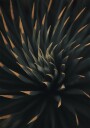 Spiral Plant Texture Plakat Plakat / 100x150cm