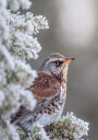Fieldfare in a winter setting Plakat Plakat / 40x50cm