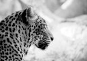 Posterbox Leopard in Profile Black & White Plakat Plakat / 70x100cm
