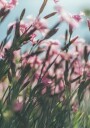 Dreamy Scene of Pink Flowers Plakat Plakat / 40x50cm
