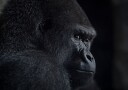 Pensive Gorilla Profile Plakat / 21x30